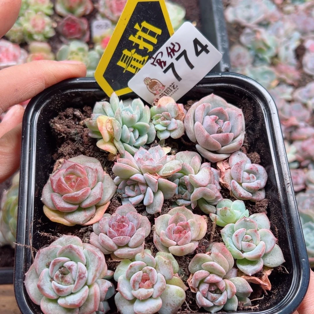 多肉植物多肉植物