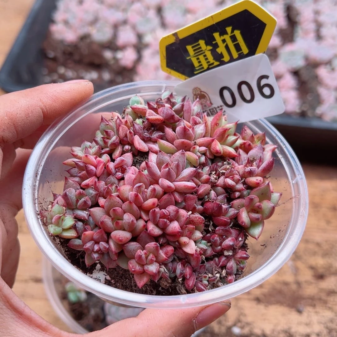 多肉植物多肉植物