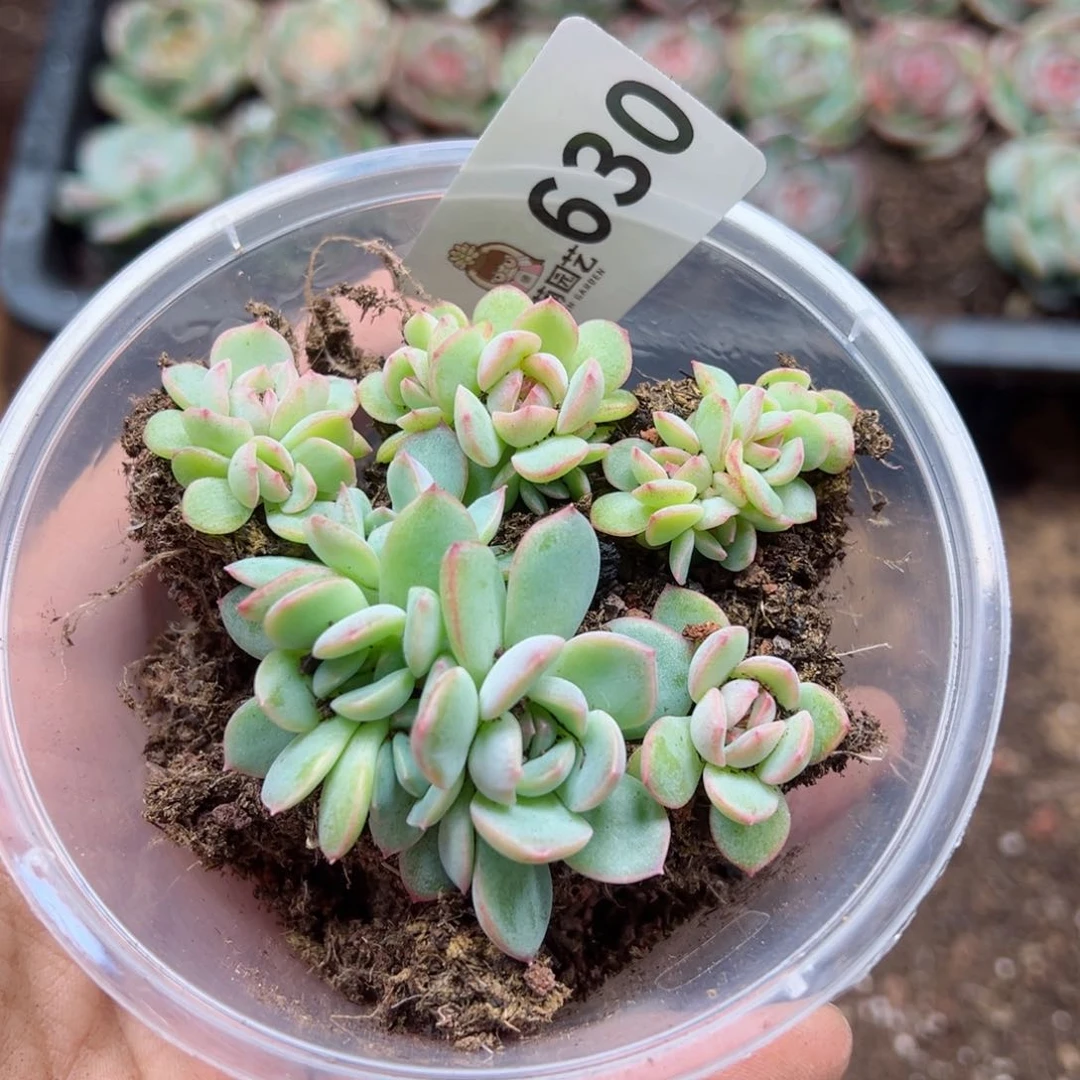 多肉植物多肉植物