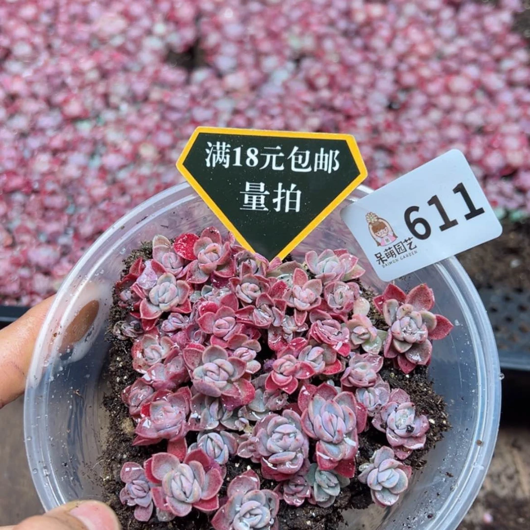 【闪购商品】多肉植物