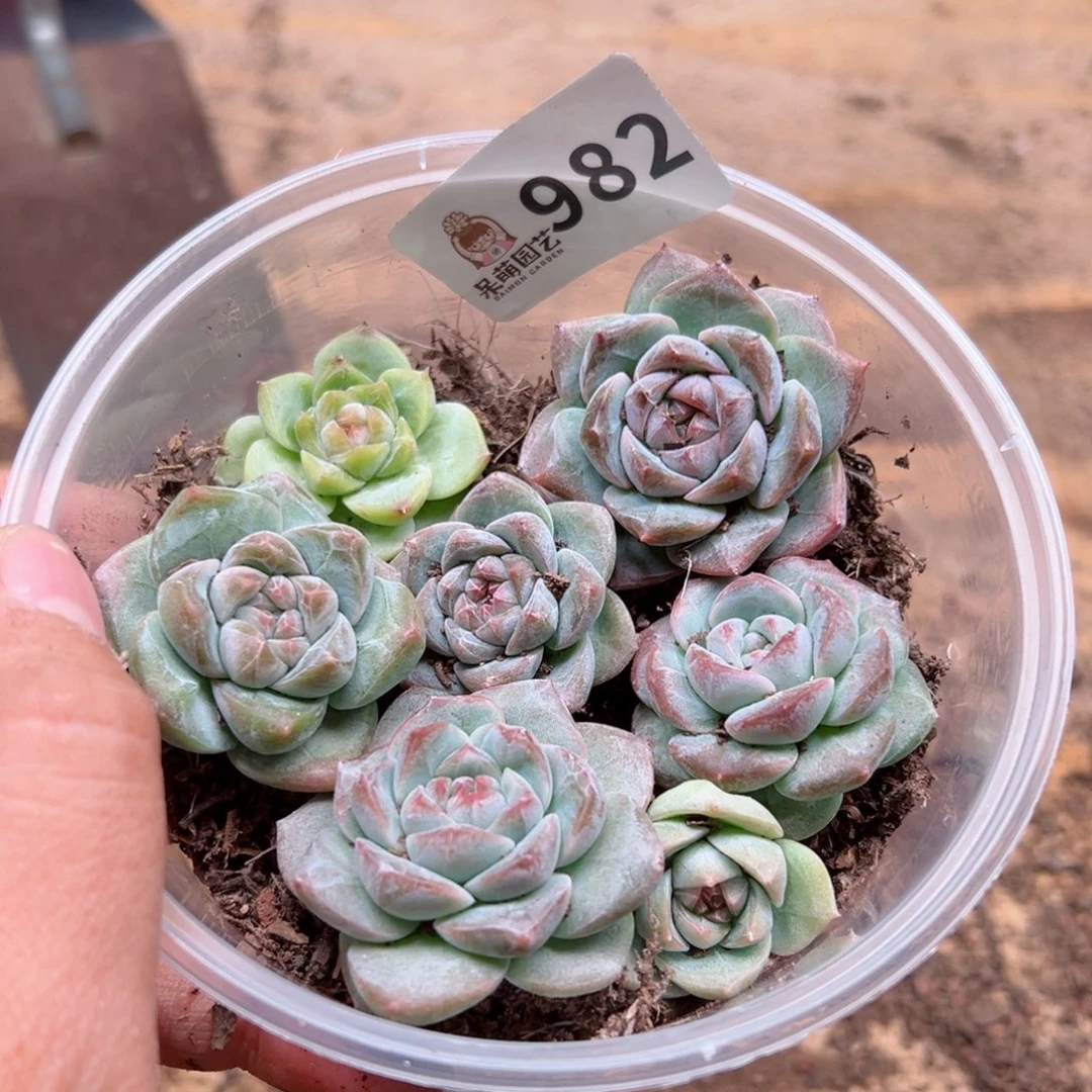 多肉植物多肉植物