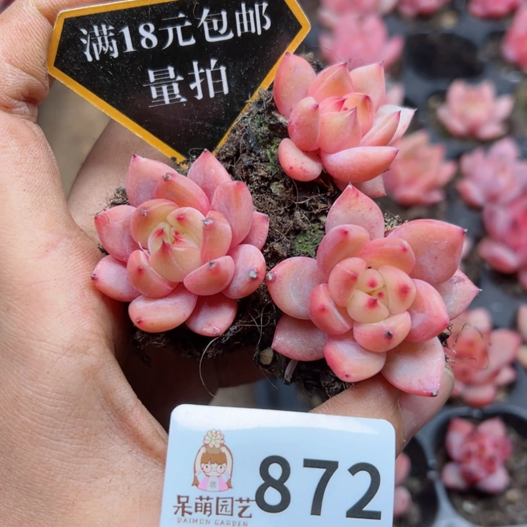 【闪购商品】多肉植物