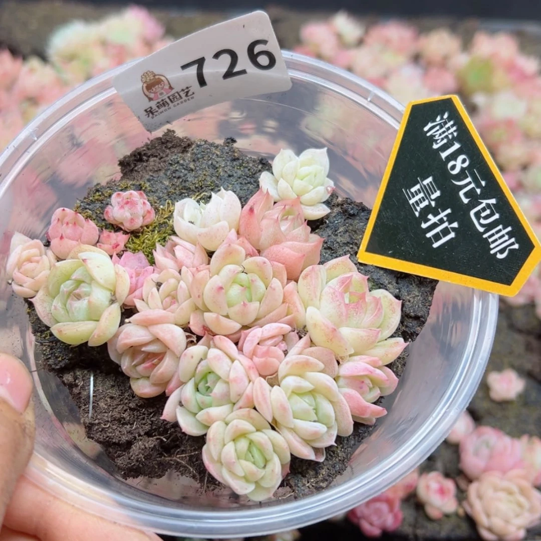【闪购商品】多肉植物