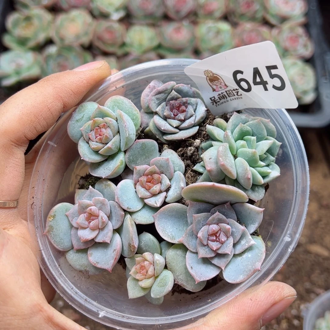 多肉植物多肉植物