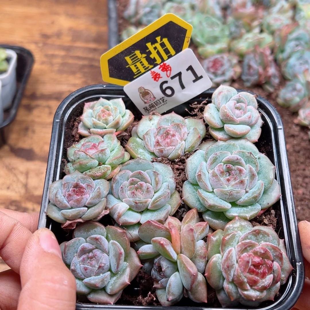 多肉植物多肉植物