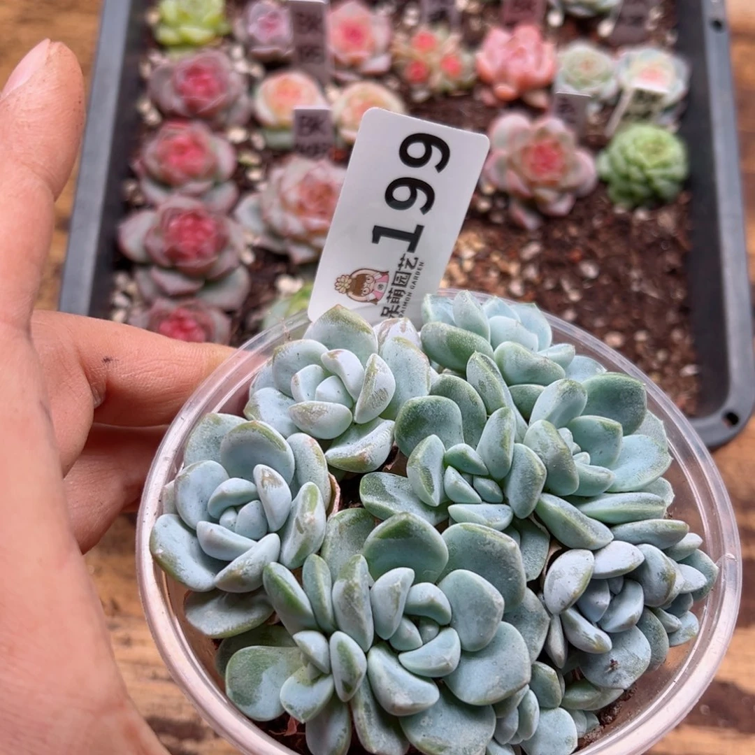 多肉植物多肉植物