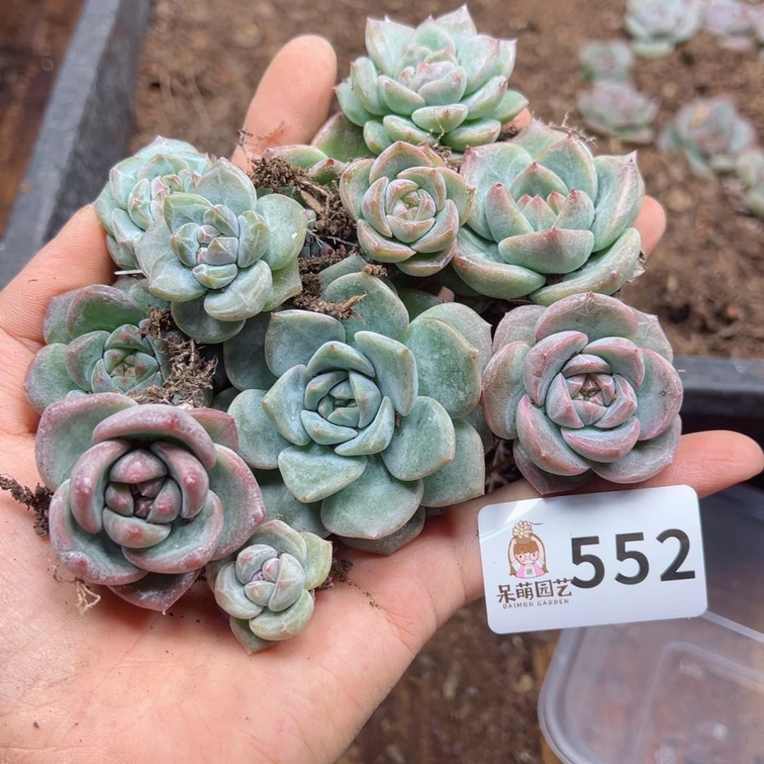 晴****兽多肉植物多肉植物