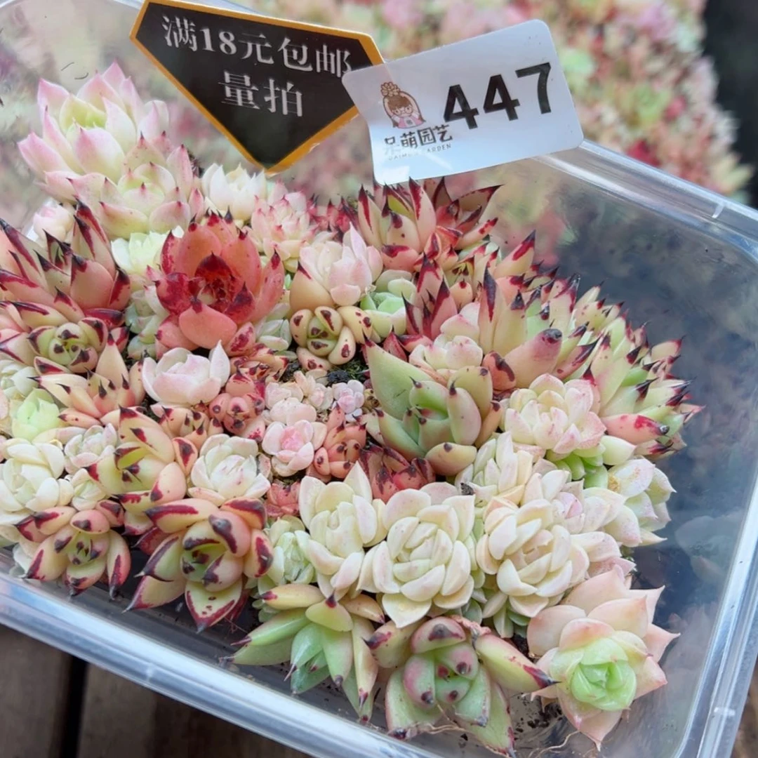 【闪购商品】多肉植物