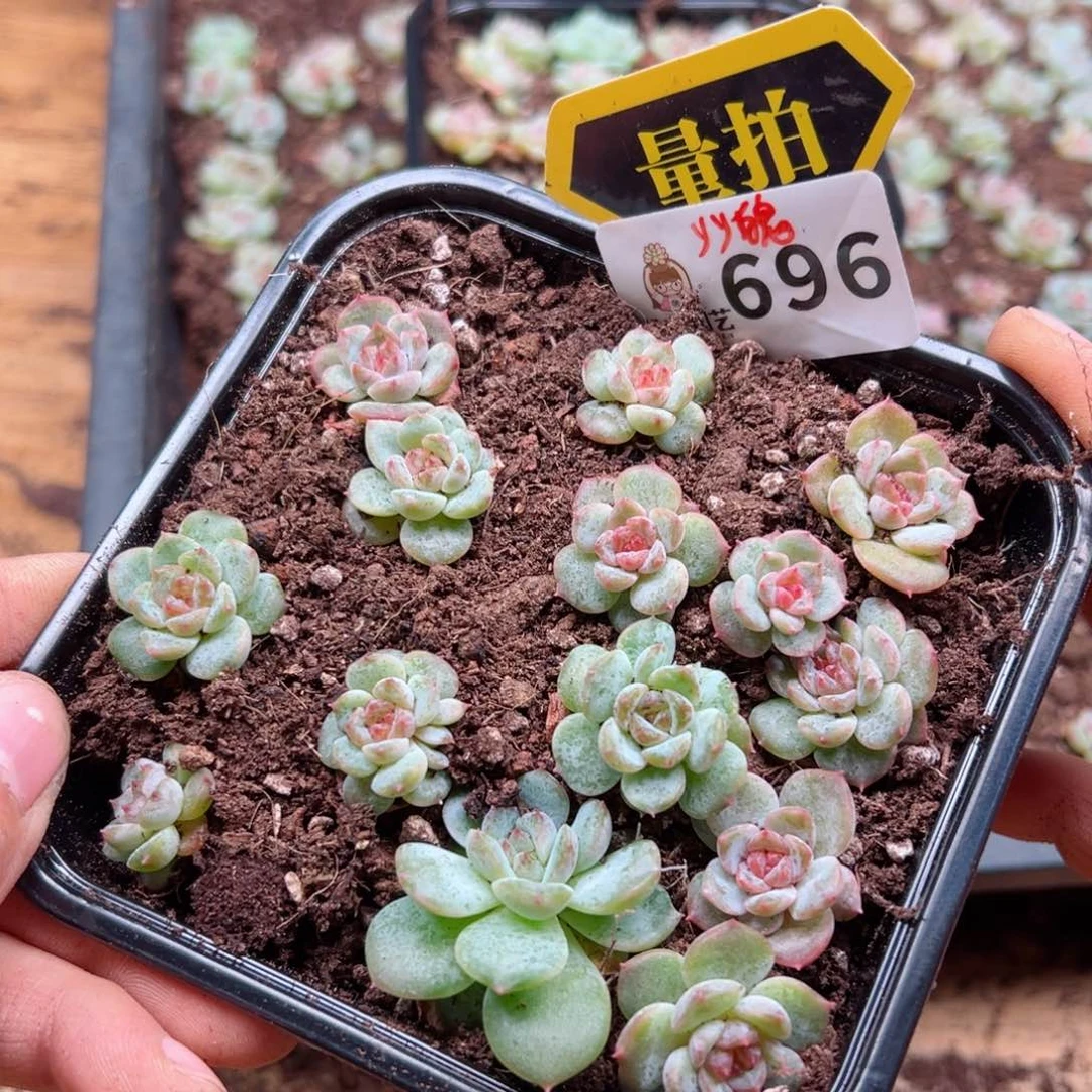 多肉植物多肉植物