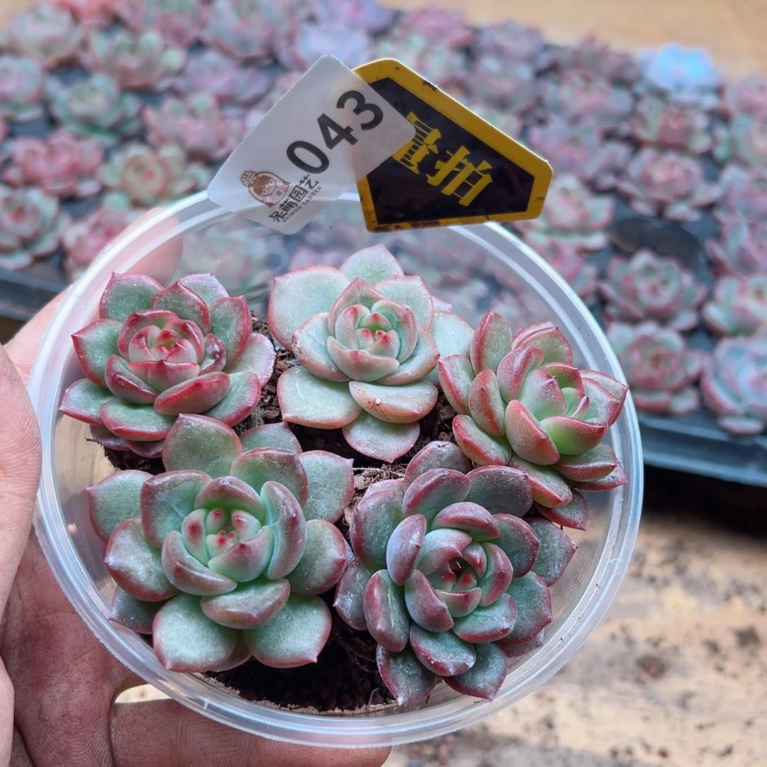 多肉植物多肉植物