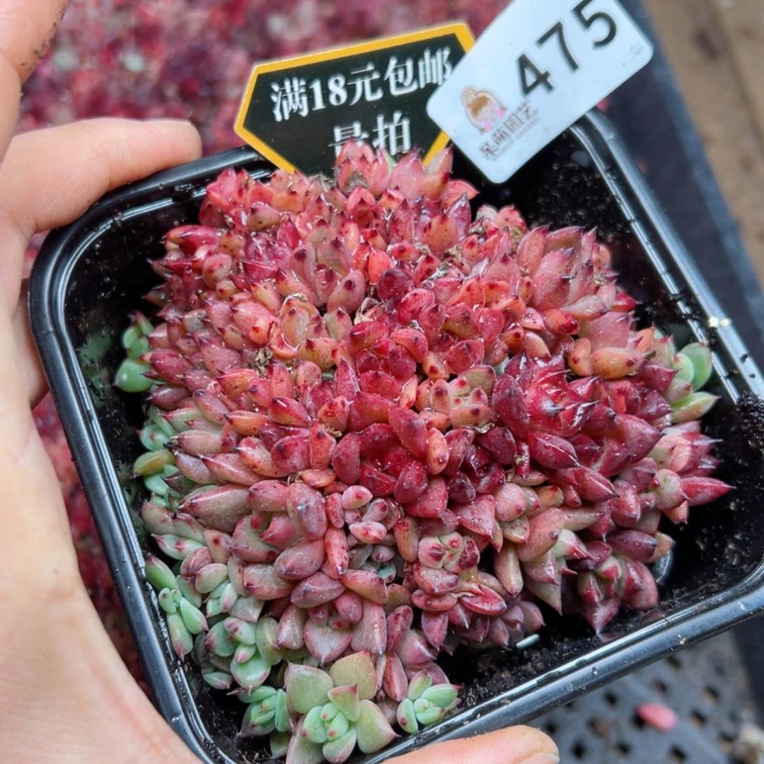 【闪购商品】多肉之物