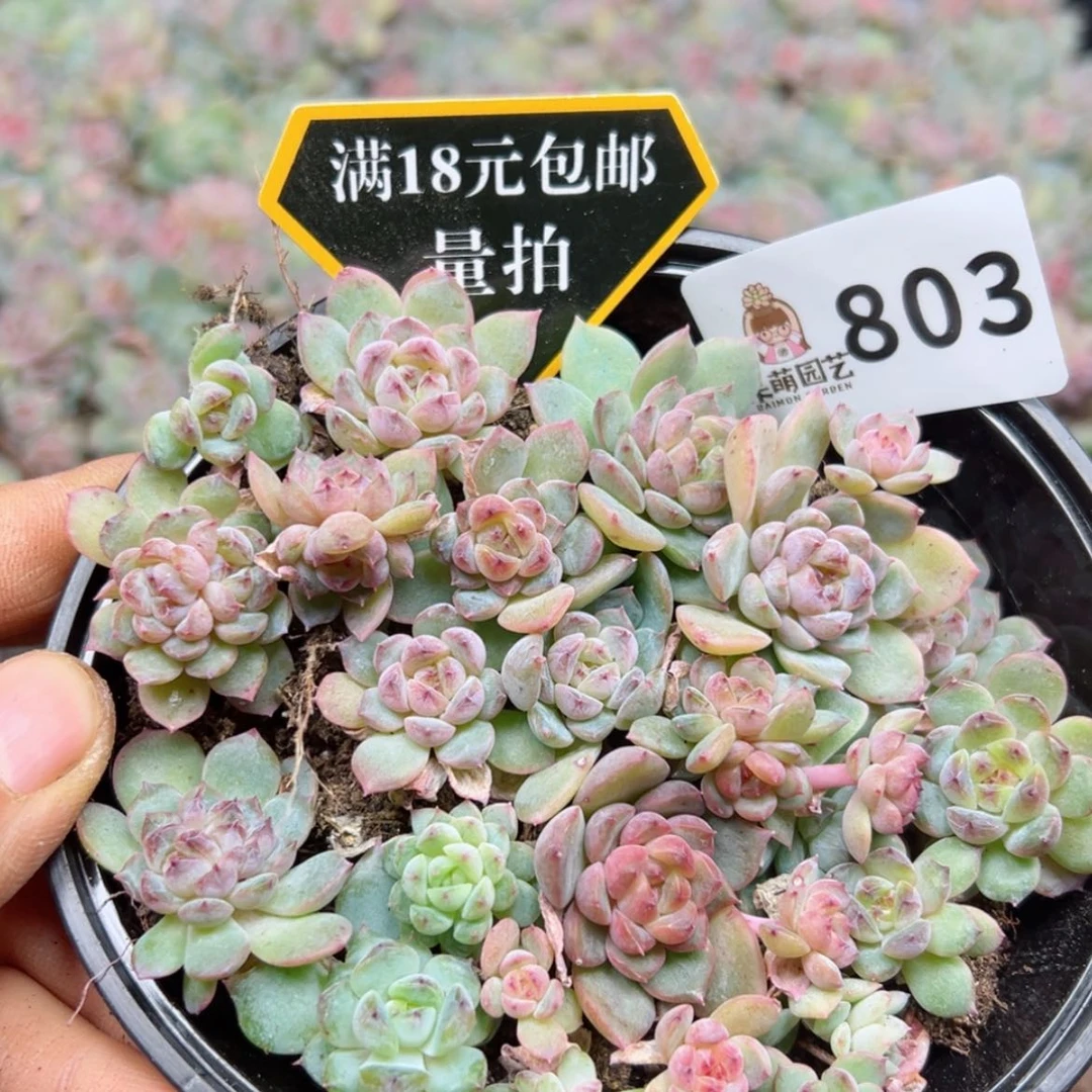 【闪购商品】多肉植物