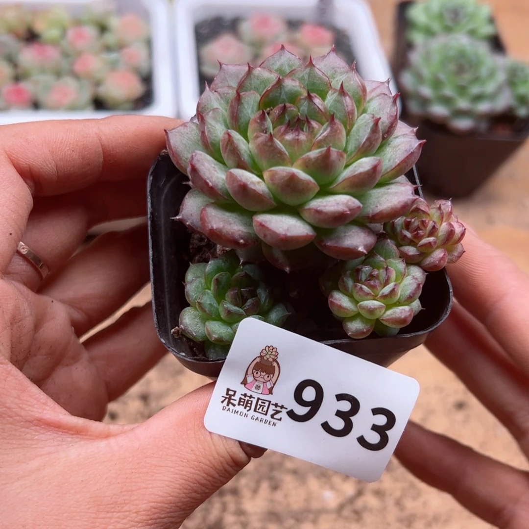 多肉植物多肉植物