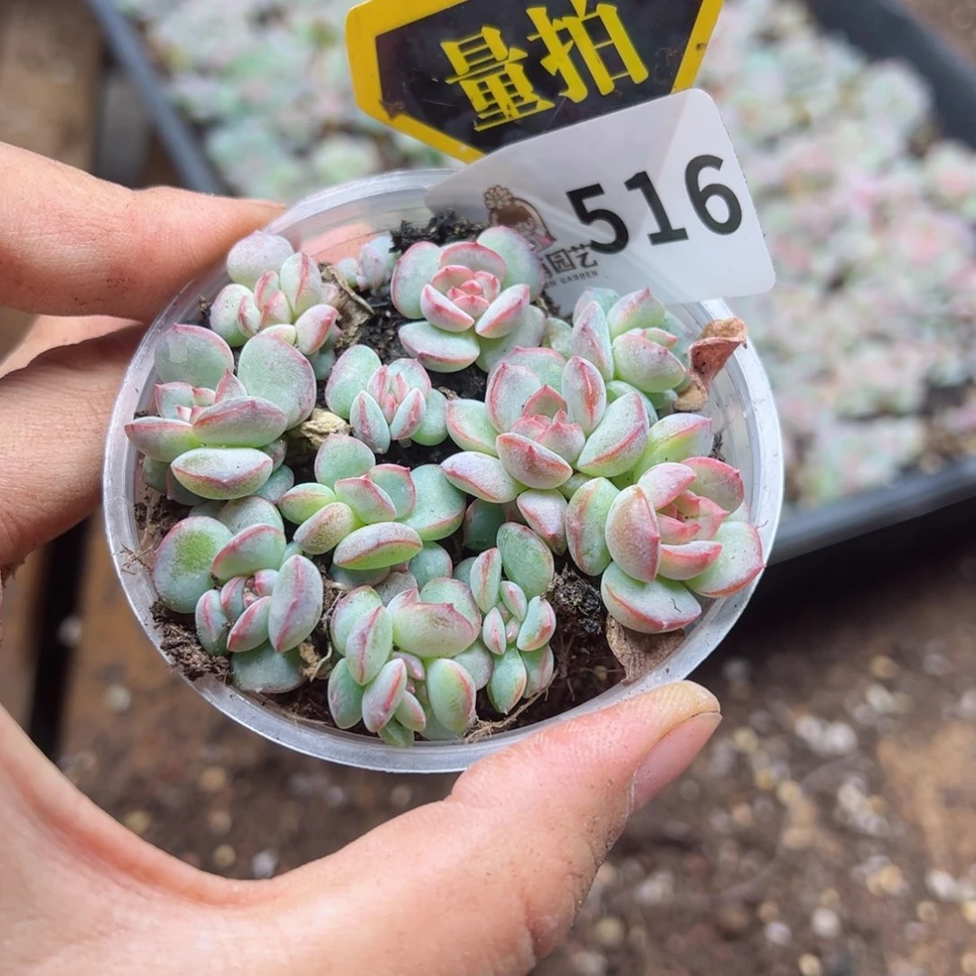 多肉植物多肉植物