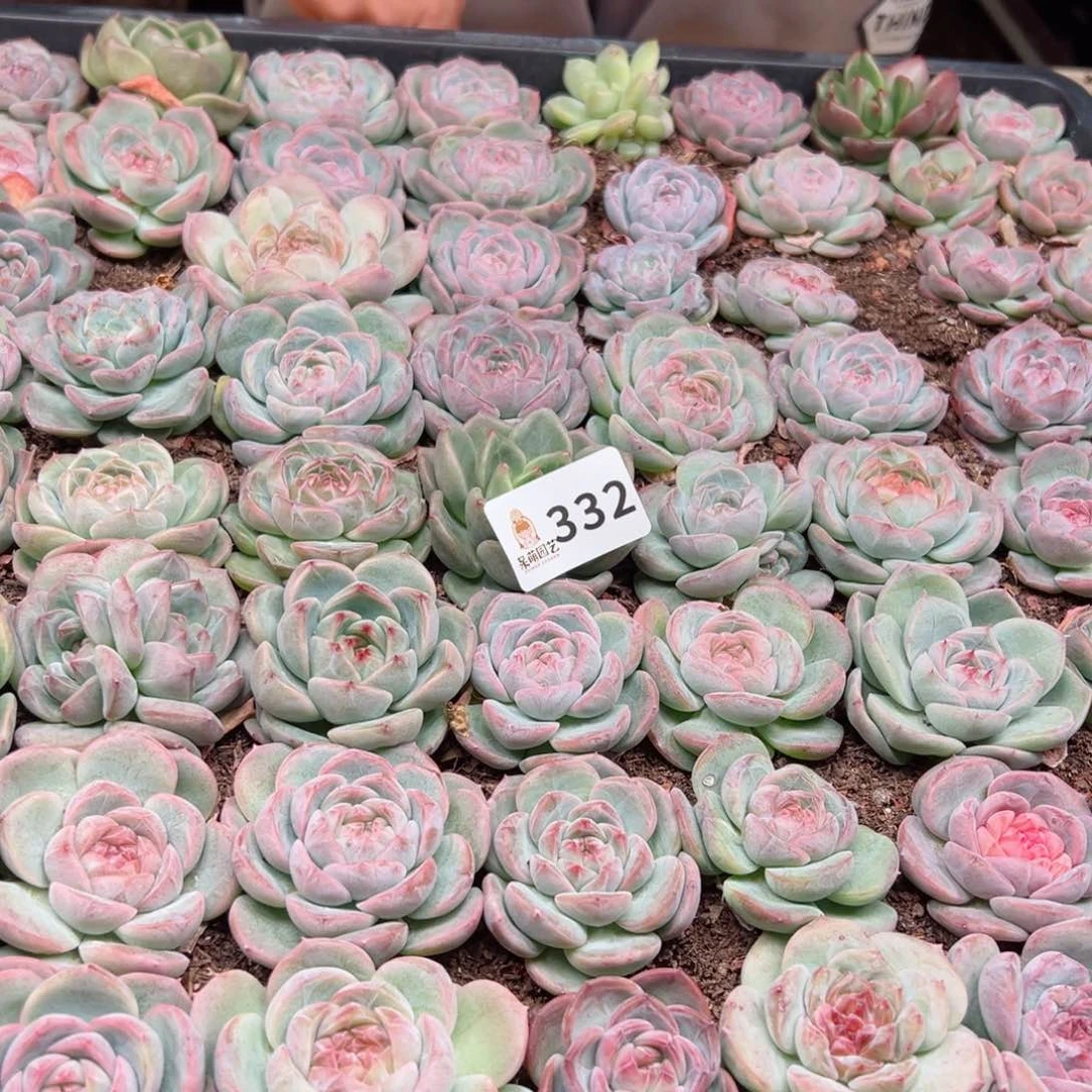 洋*洋多肉植物多肉植物