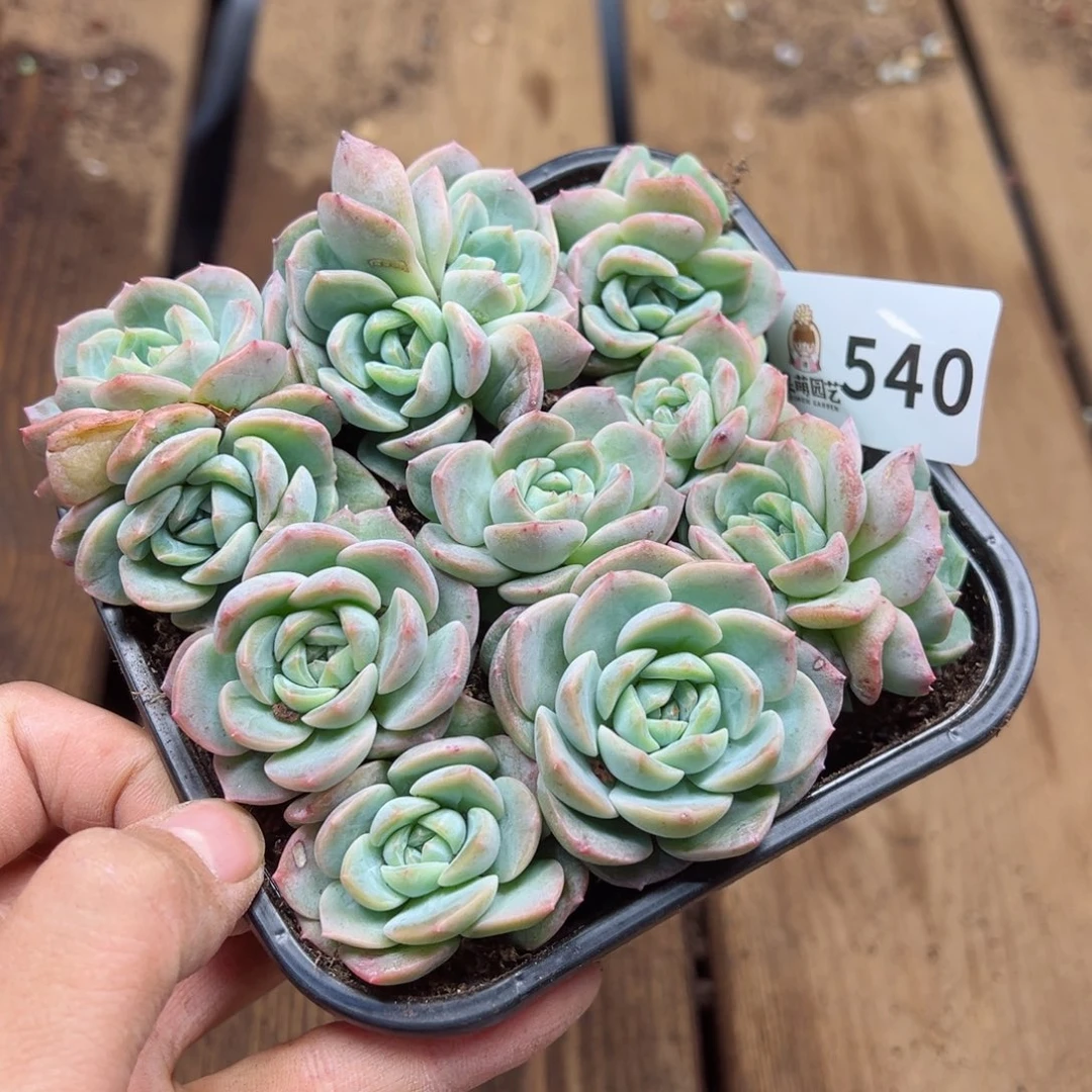 多肉植物多肉植物