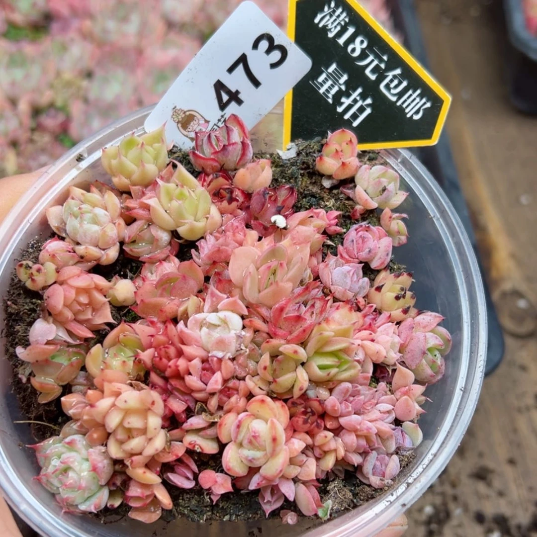 【闪购商品】多肉之物