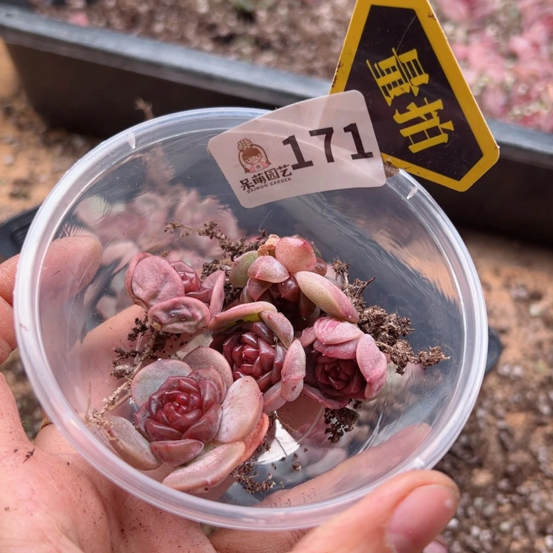 多肉植物多肉植物