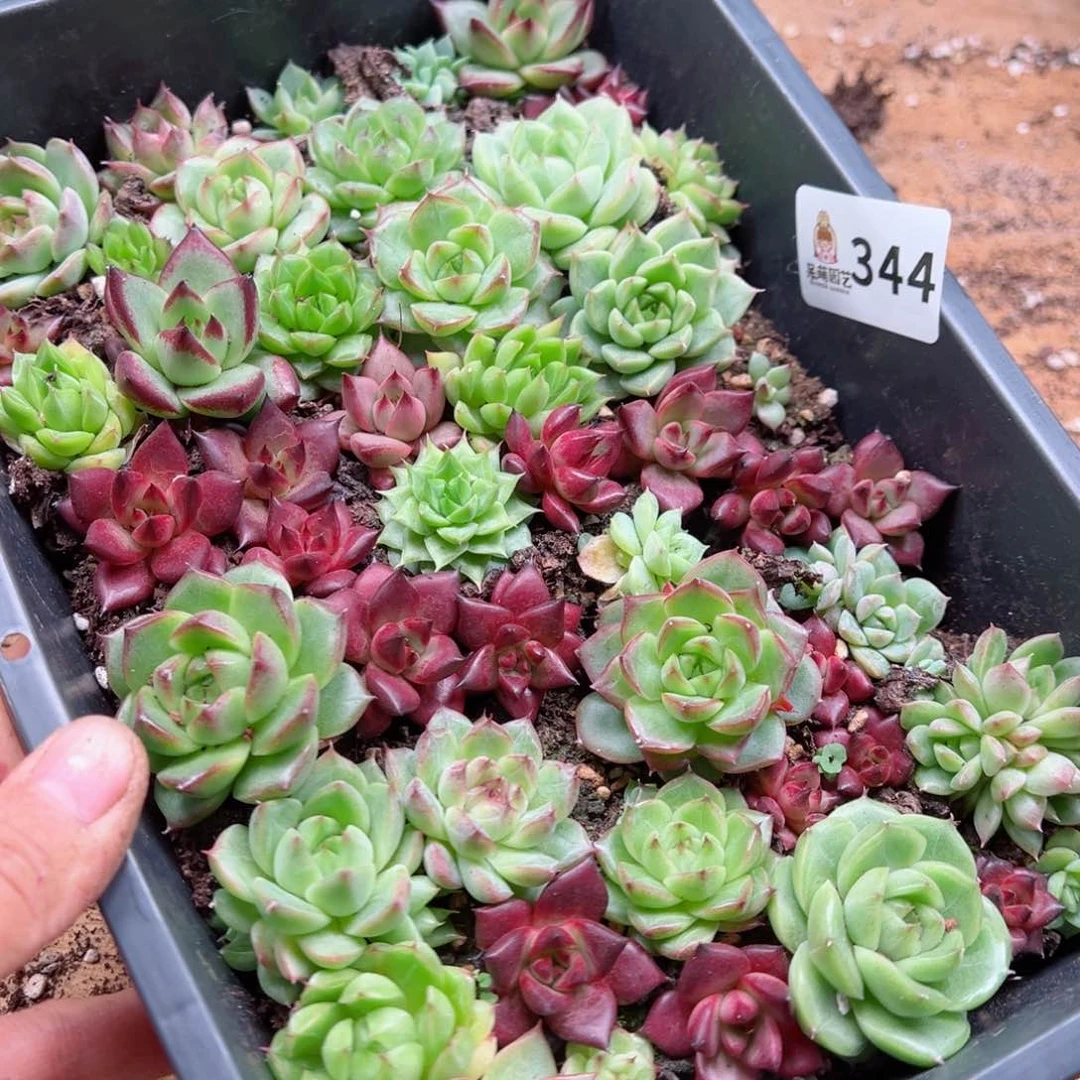 微*多肉植物多肉植物