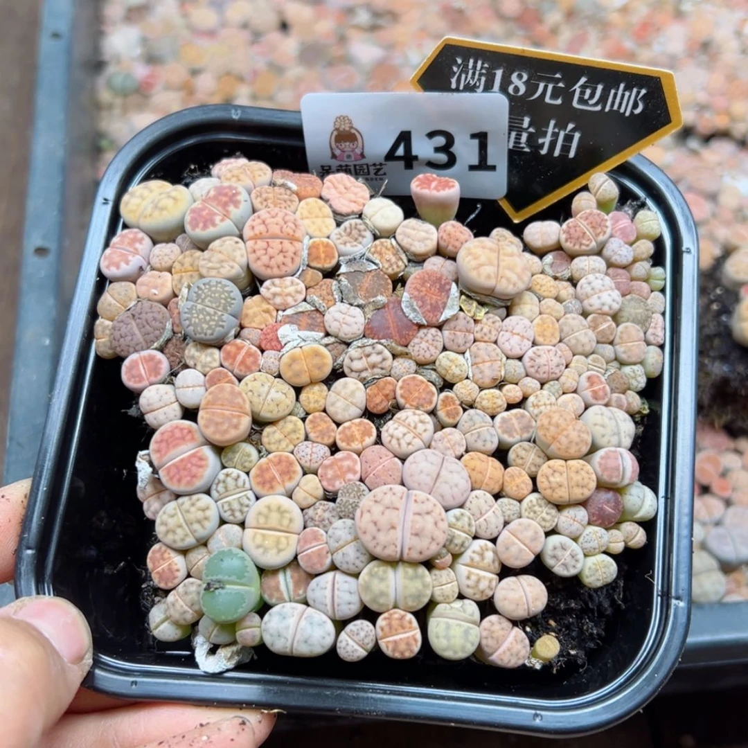【闪购商品】多肉植物