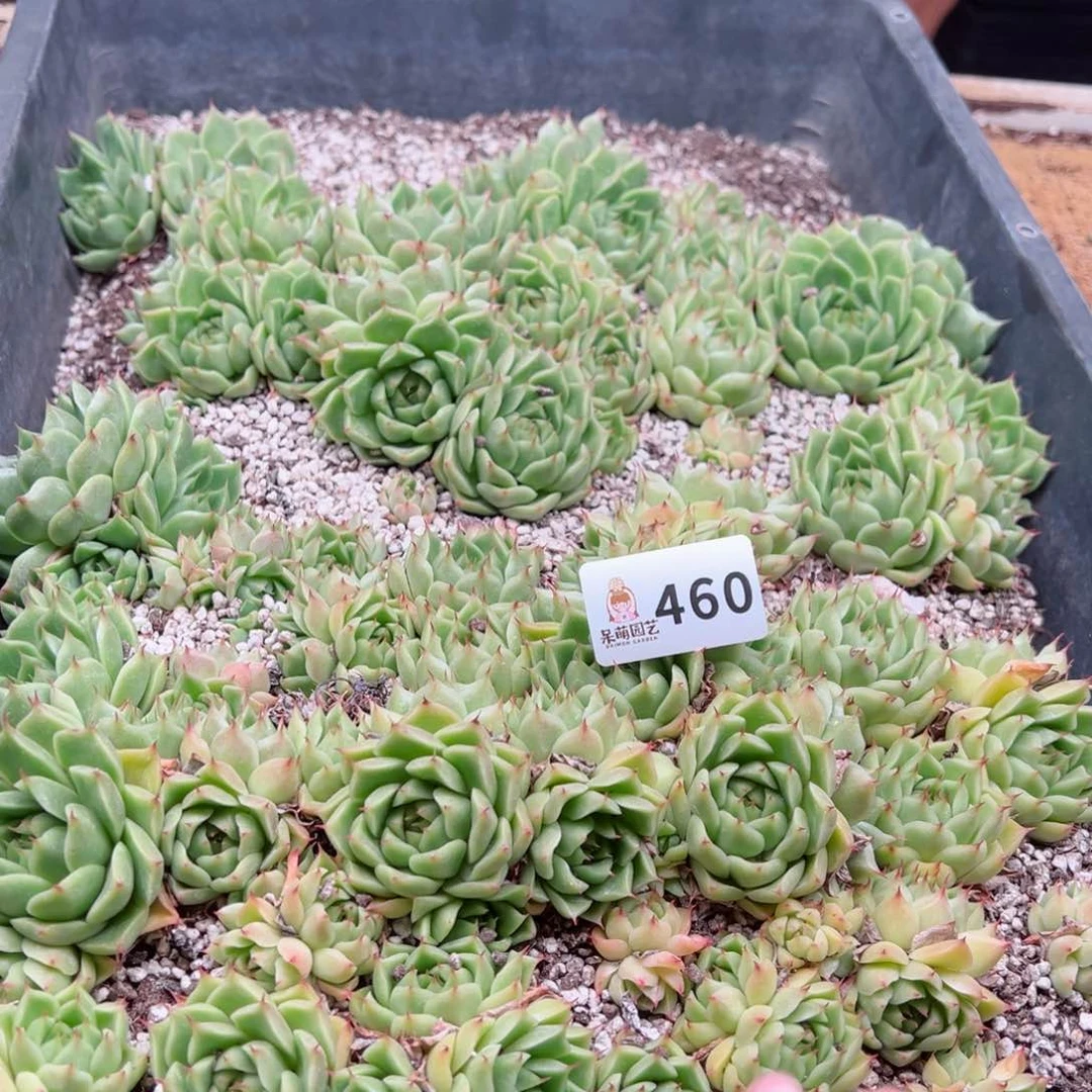 桫*多肉植物多肉植物