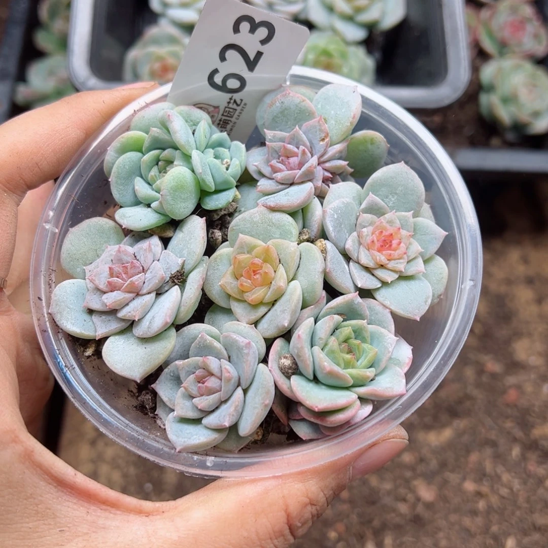 多肉植物多肉植物