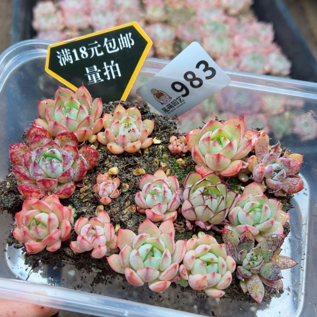 【闪购商品】多肉植物