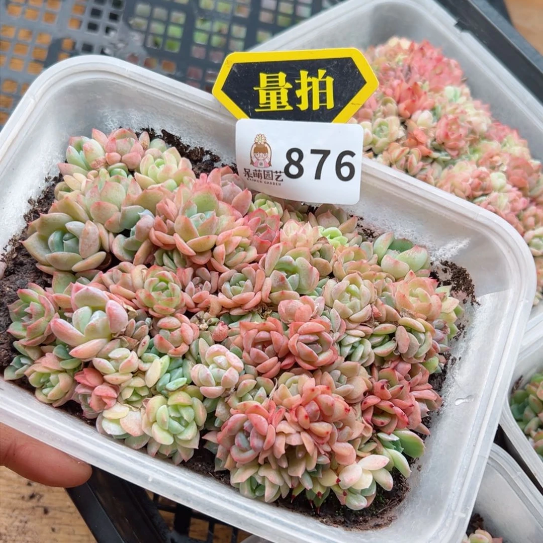 多肉植物多肉植物