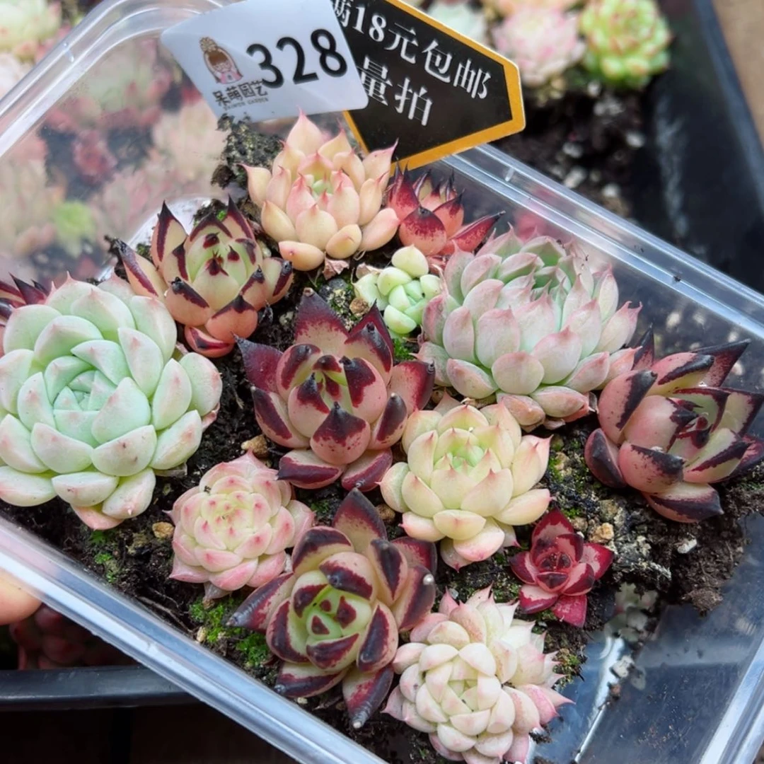 【闪购商品】多肉植物