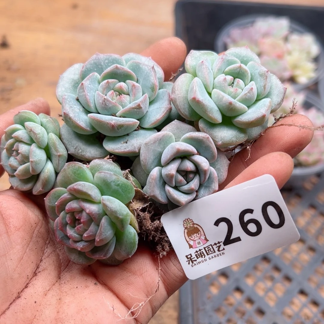 多肉植物多肉植物