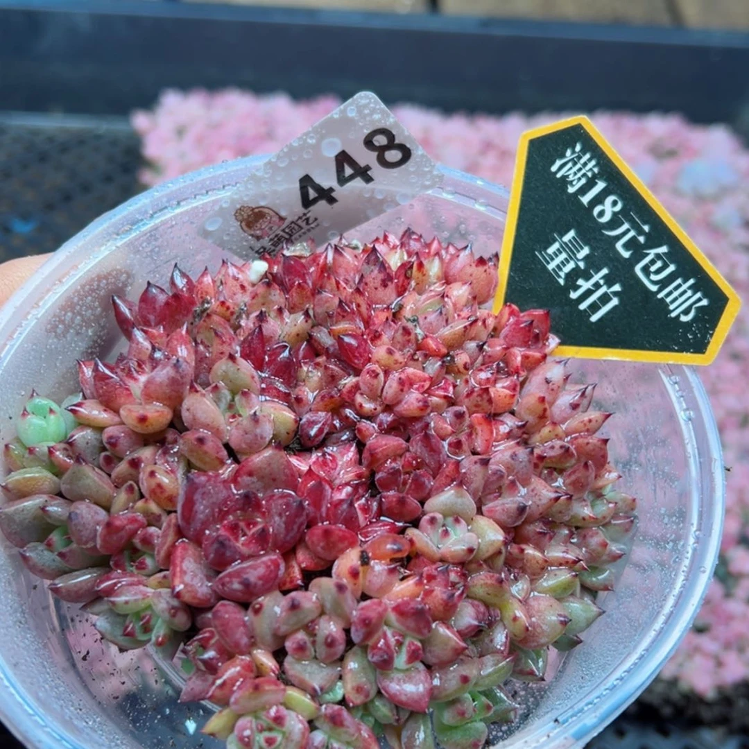 【闪购商品】多肉植物