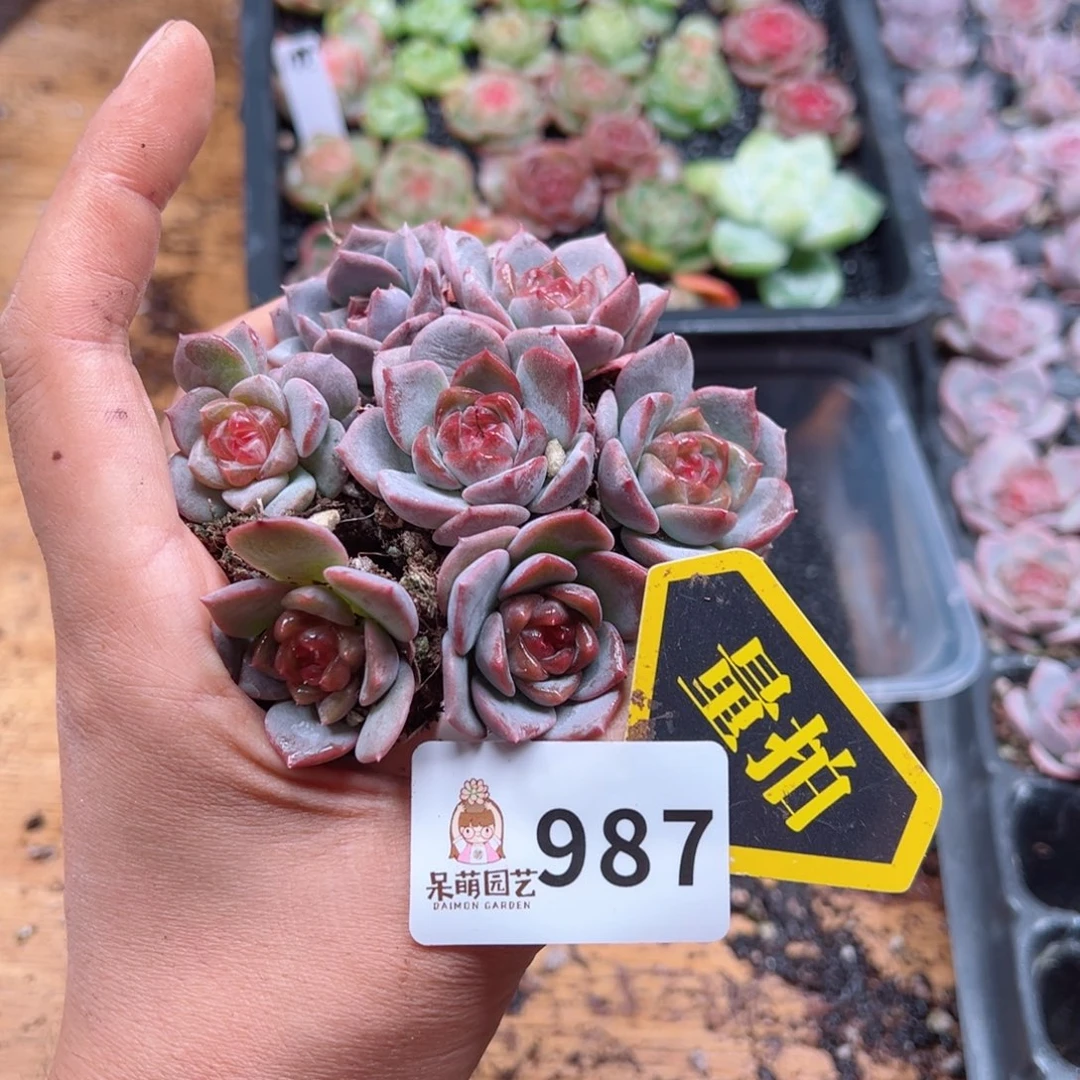 多肉植物多肉植物