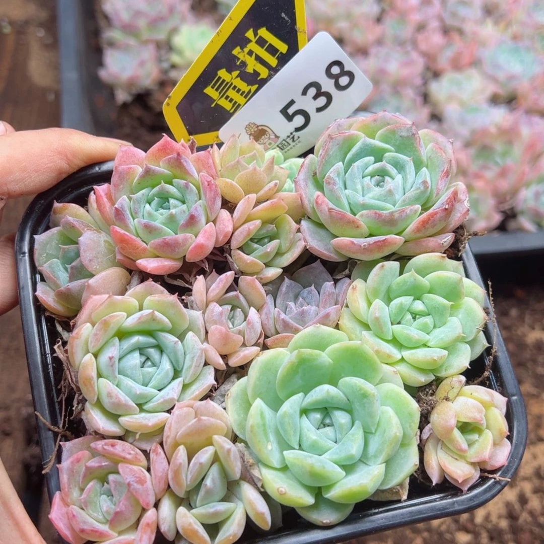 多肉植物多肉植物