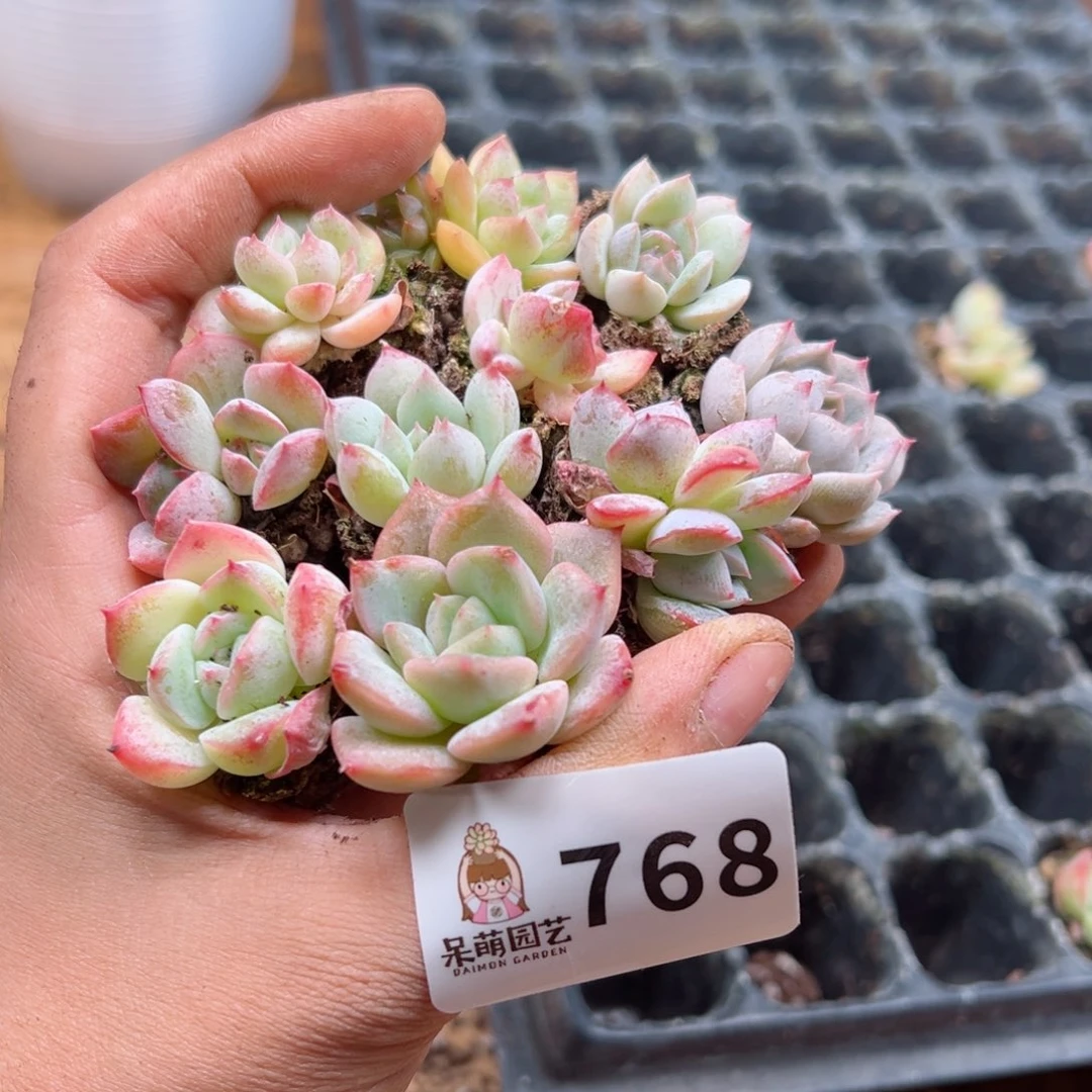 多肉植物多肉植物