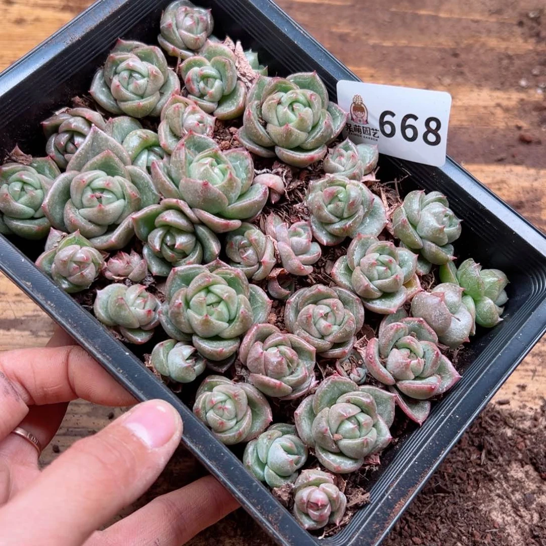 修****?多肉植物多肉植物