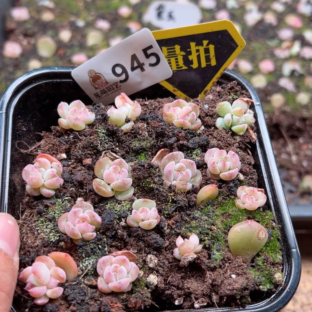 多肉植物多肉植物