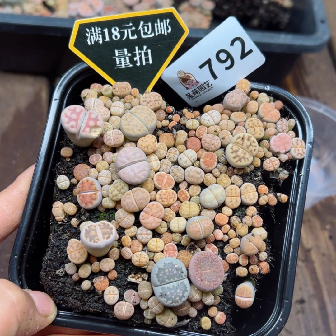【闪购商品】多肉植物