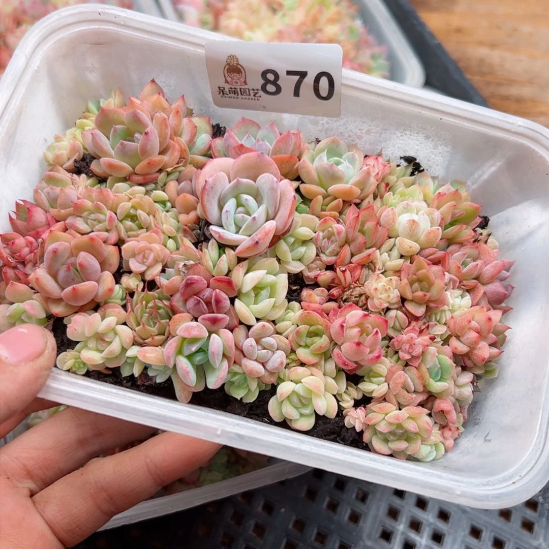 多肉植物多肉植物