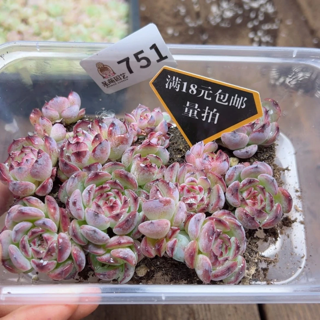 【闪购商品】多肉植物