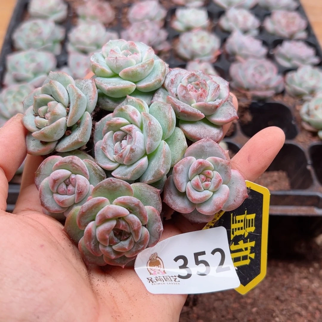 多肉植物多肉植物