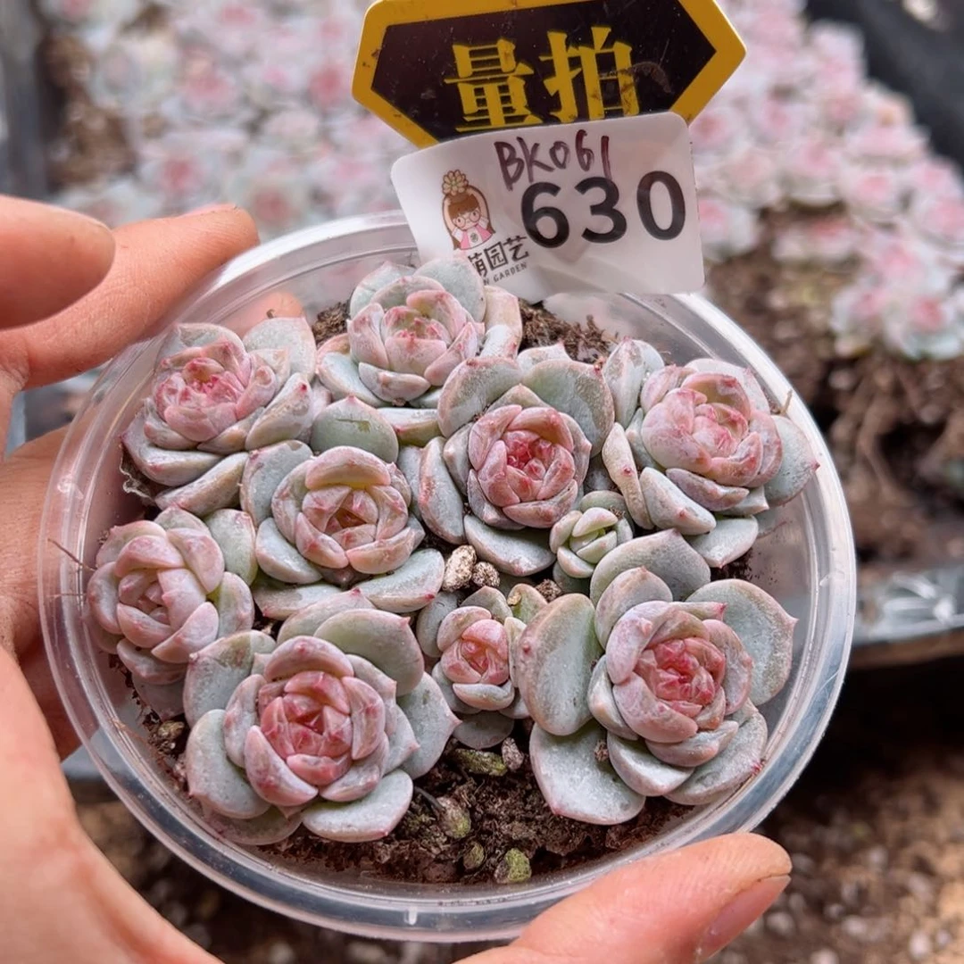 多肉植物多肉植物