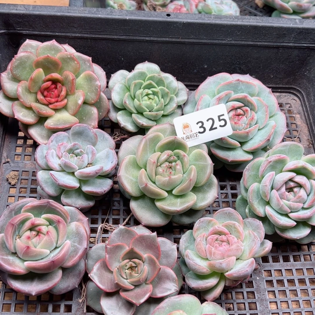 H****?多肉植物多肉植物