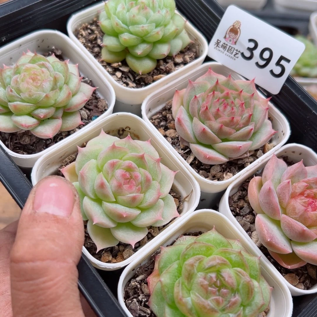 夏*多肉植物多肉植物