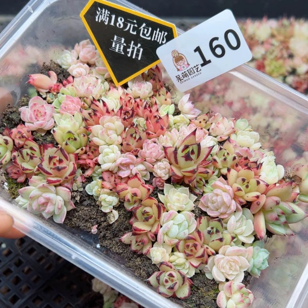 【闪购商品】多肉植物