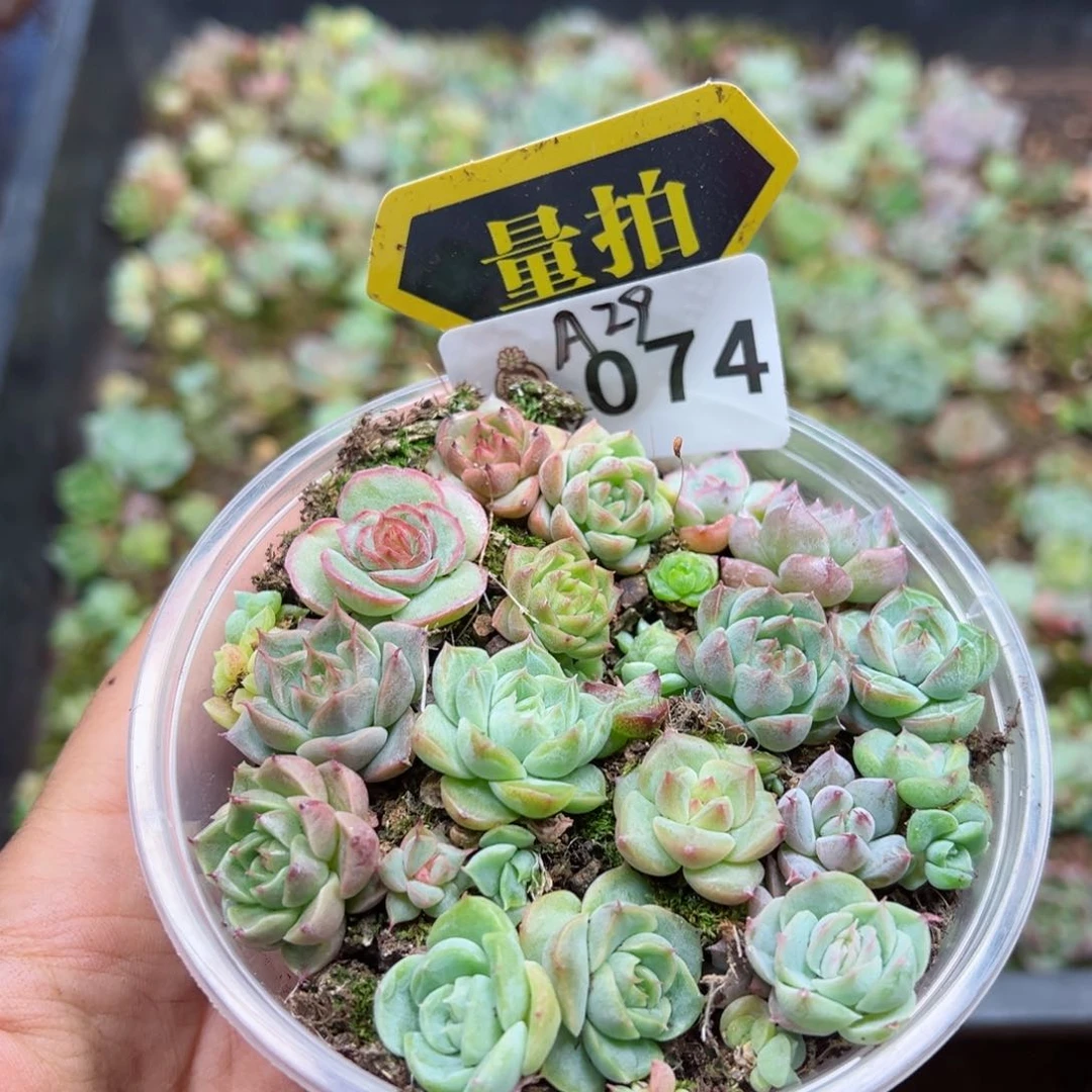 多肉植物多肉植物