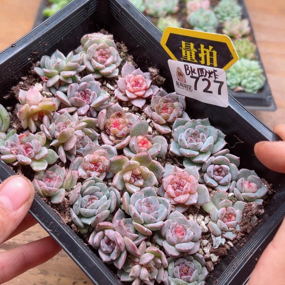 多肉植物多肉植物