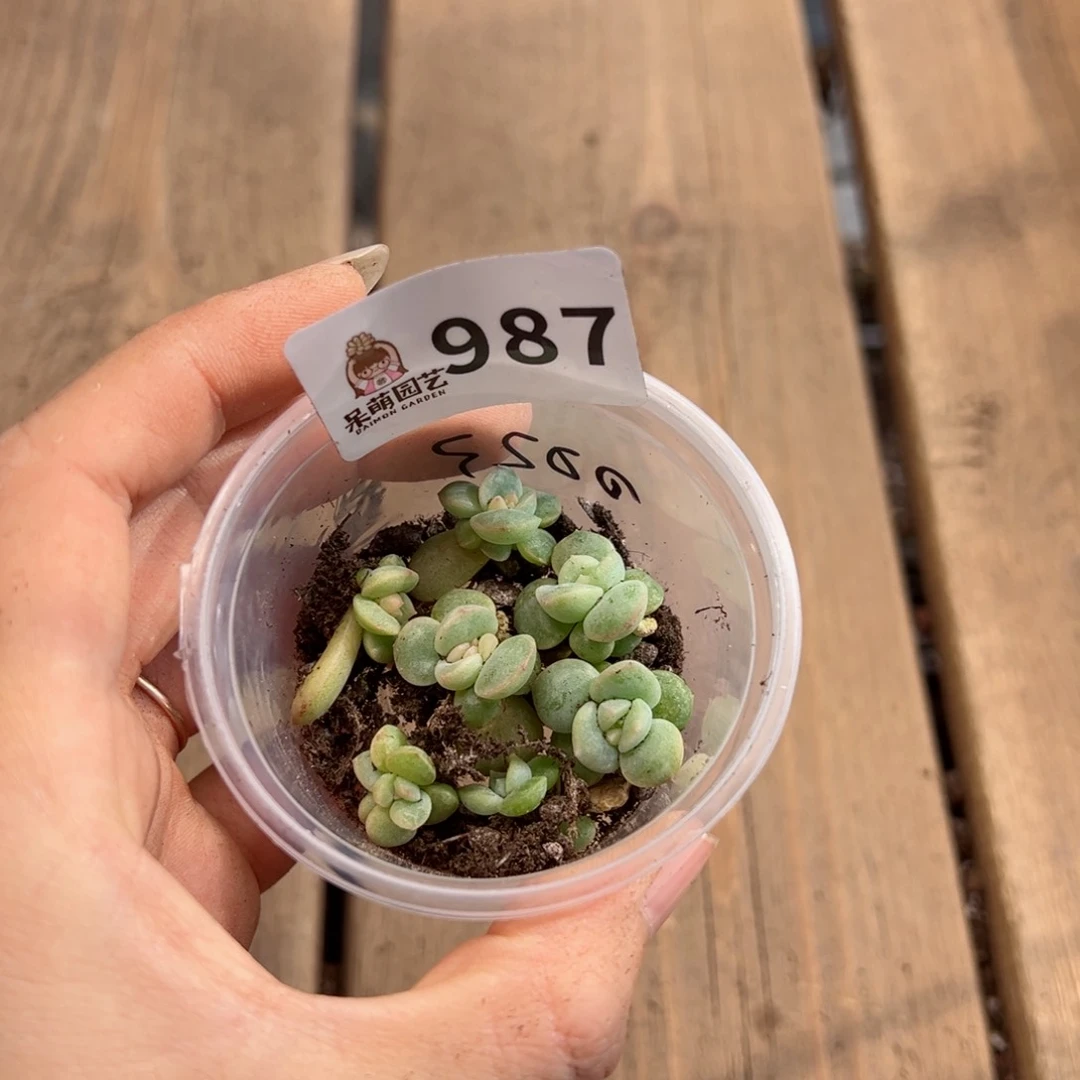 多肉植物多肉植物