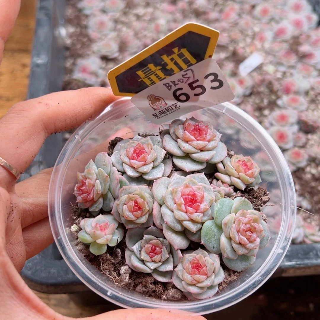 多肉植物多肉植物