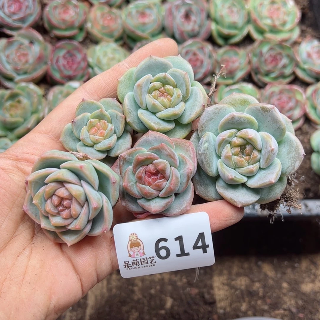 咖***糖多肉植物多肉植物
