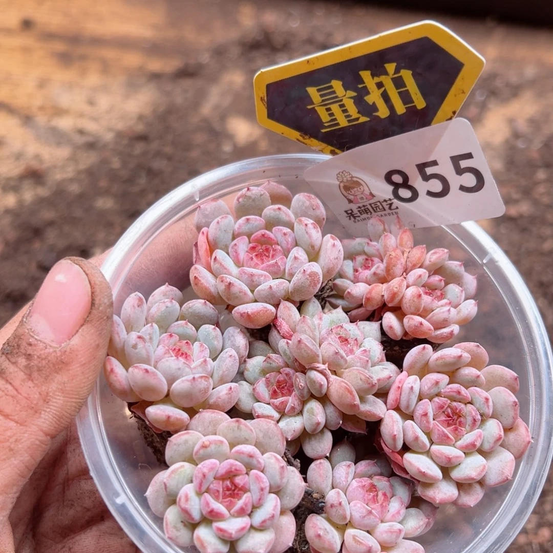 多肉植物多肉植物